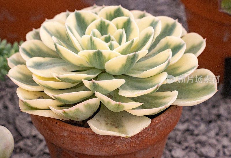 Echeveria '康普顿旋转木马'在伦敦，英国